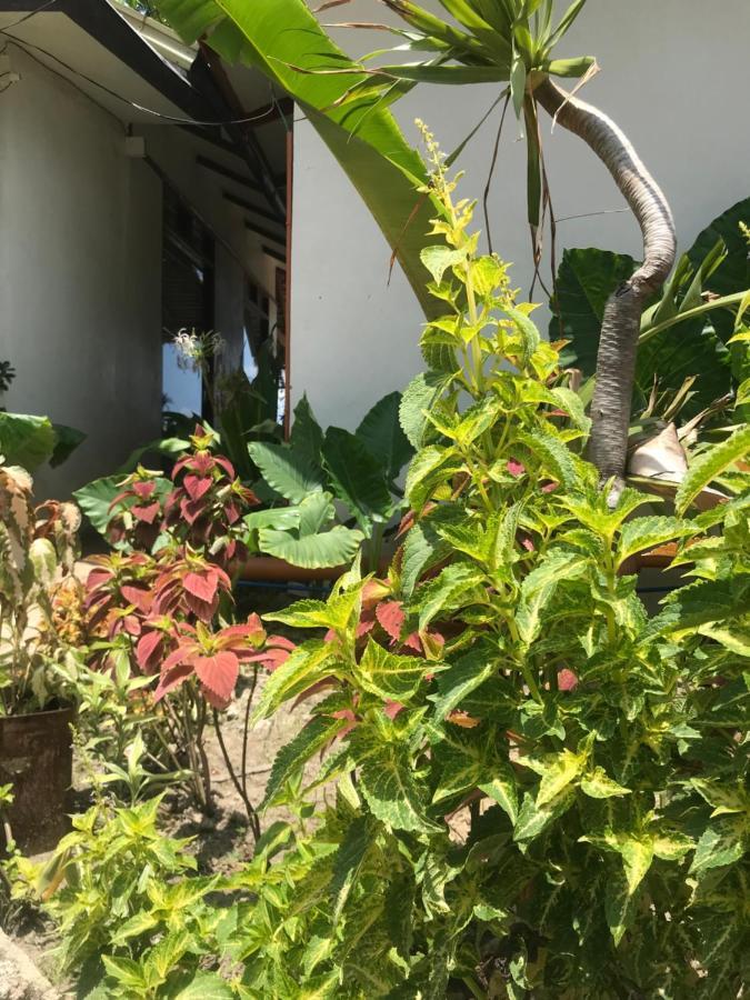 Balili Villas El Nido-Free Car & Driver During Stay Exterior foto
